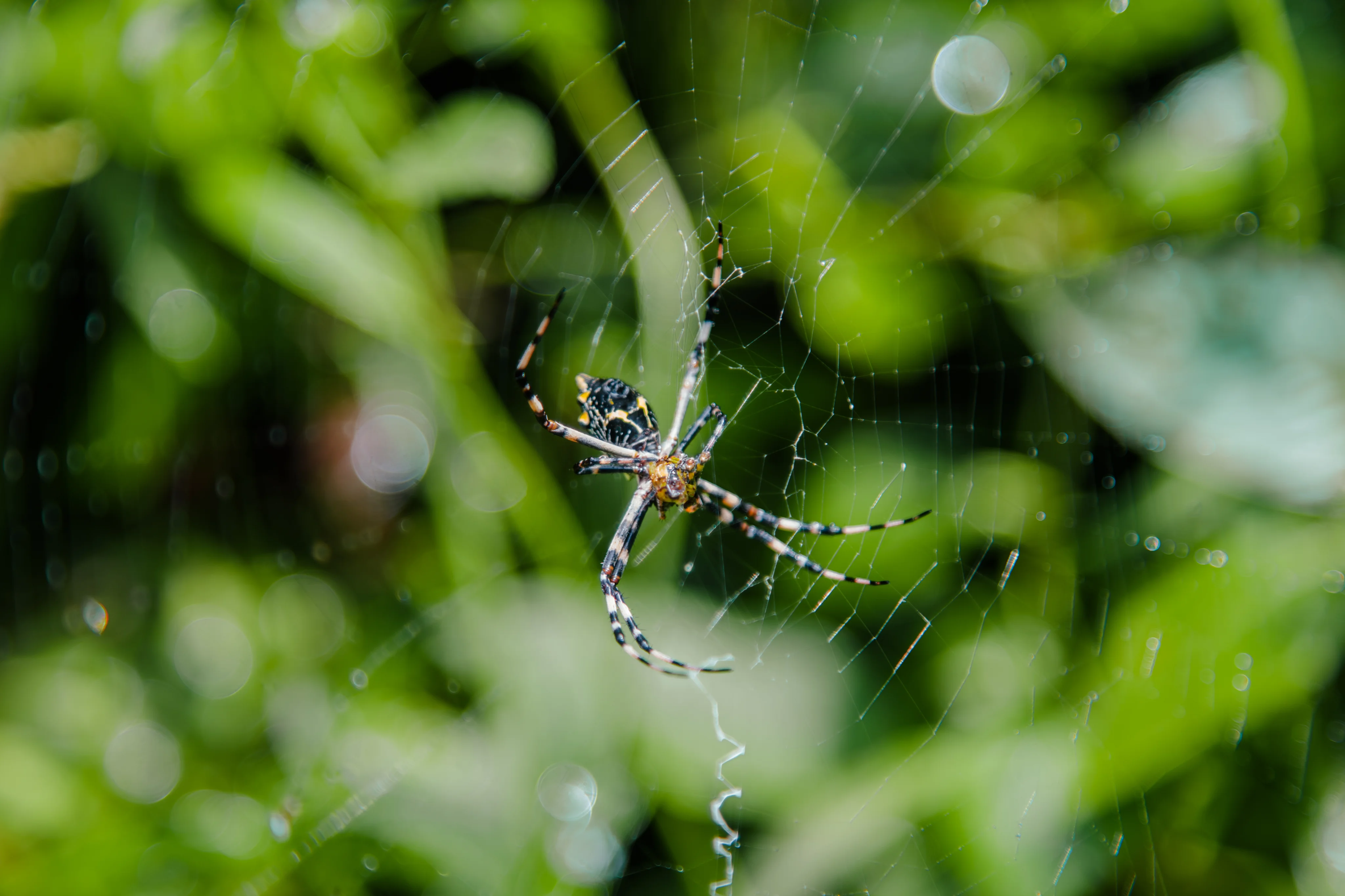 Rainforest Alliance image